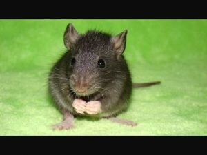 Уничтожение крыс мышей Юбилейный
